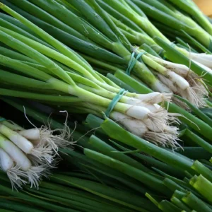 long onions