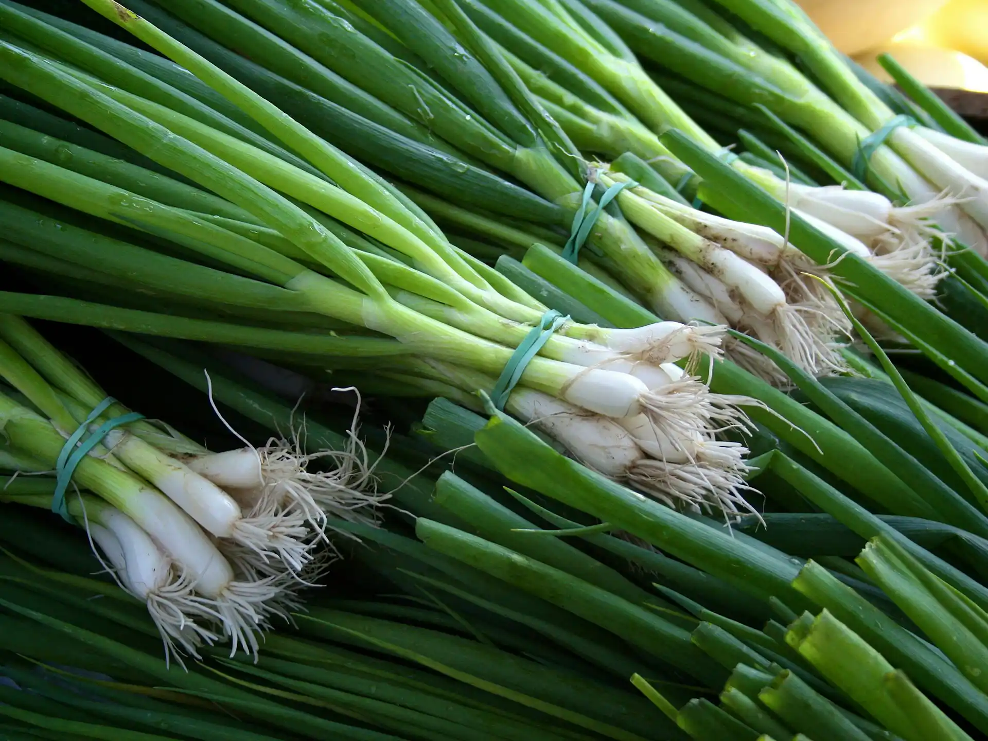 long onions
